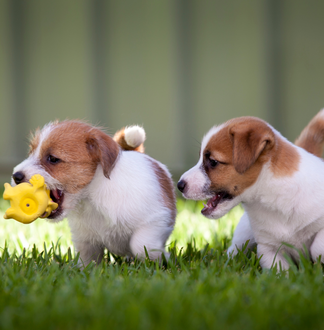 puppy-img-2